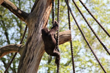 Gorilla Baby klettert am Baum