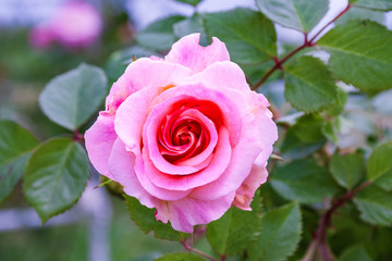 Fully open, gently pink with many shades of lovely rose flower plant