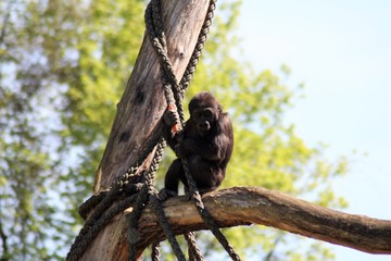 Gorilla Baby klettert am Baum