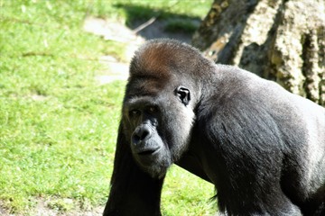 Fototapeta premium Gorilla Nahaufnahme 