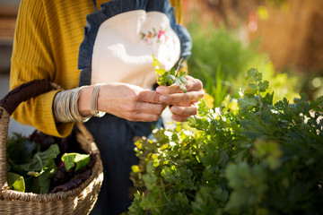 Midsection of woman picking herbs from plants © Cavan for Adobe