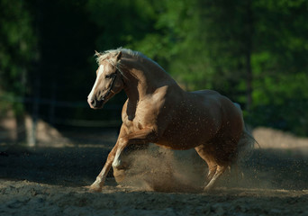 Obraz premium palomino horse running outdoors