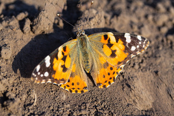 butterfly sitting on the ground / bright moth small rest before flying