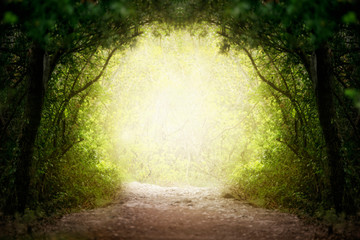 Fantasie groene weg naar magisch helder sprookjesbos.