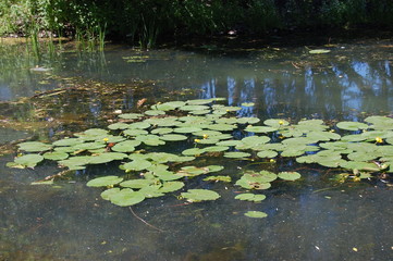 pond with water lilies