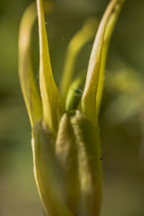 Macro Photo of Aquilegia Chrysantha, family  Ranunculaceae. Natural Background, Plants in Macro View.
