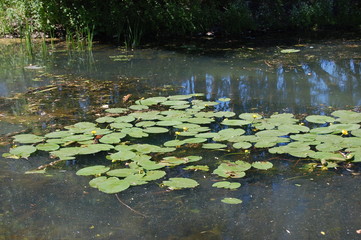 pond with water lilies
