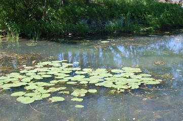 Obraz na płótnie Canvas pond with water lilies