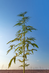 cannabis stretches into the sky / cannabis growing in the open air