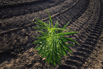 cannabis stretches into the sky / cannabis growing in the open air
