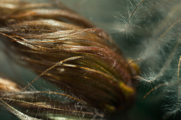 Macro Photo of Dryas Octopetala, family Rosaceae.
