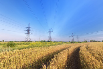 power line bright summer day / ripe wheat bright summer landscape agriculture