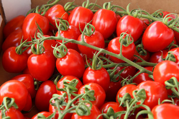 fresh tomatoes on the vine