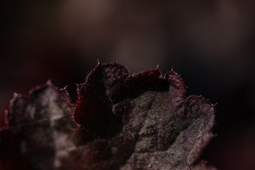 Macro Photo of Heuchera - Purple Petticoats, family Saxifragacea.