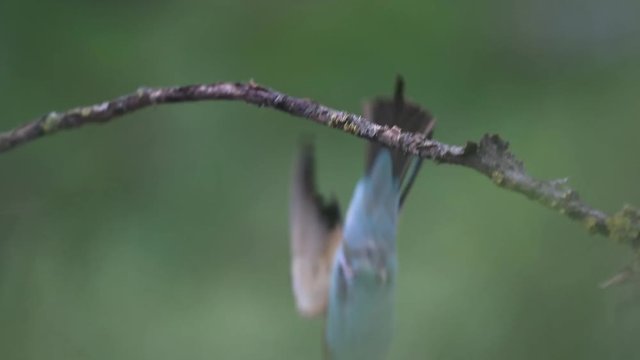 colorful bird wags its tail and then flies off a branch