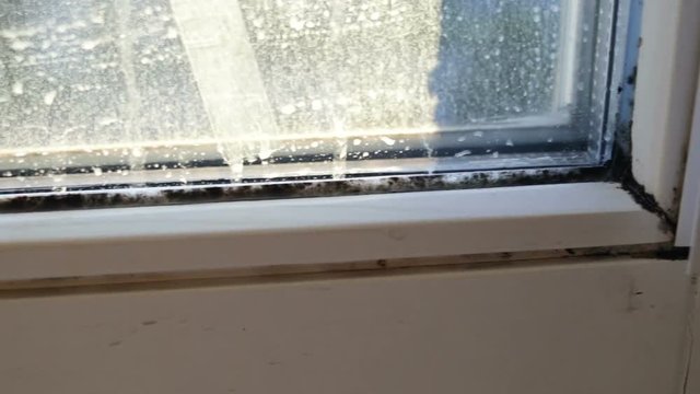 Corner of window pane in black Aspergillus mold close-up. Real time, contains people, natural light