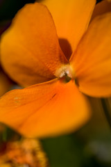 Macro Photo of Viola Cornuta - Twix Orange, Violet Horned. Colored Flowers Close Up View. 