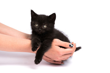 Beautiful black kitten on a white background