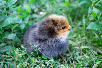 Newborn little chicken