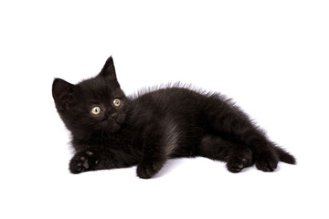 Beautiful black kitten on a white background
