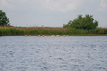 Pelicans in Danube Delta
