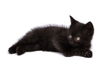 Beautiful black kitten on a white background