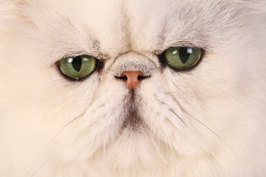 chat persan portrait