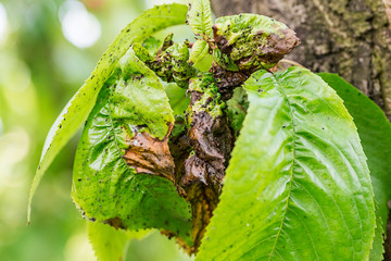 Branch of fruit tree with wrinkled leaves affected by black aphid. Cherry aphids, black fly on cherry tree, severe damage from garden pests