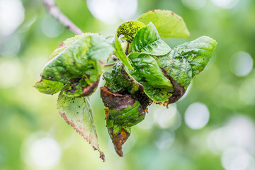 Branch of fruit tree with wrinkled leaves affected by black aphid. Cherry aphids, black fly on...