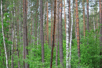 Fototapeta na wymiar temperate broadleaf and mixed forest