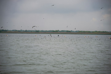 The Danube Delta , Romania