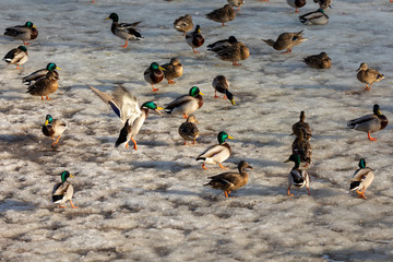 Ducks on the ice of a frozen lake bask in the rays of the evening sun