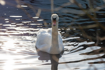 Beautiful white swan swims on the lake, close up