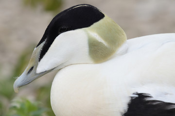 Head shot of a common eider  (somateria mollissima)