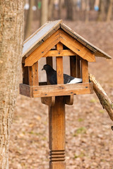 The pigeon sits in the feeder