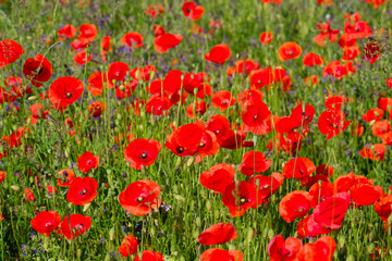 Beautiful bright red poppies and colorful blooming different kind of weeds and  blooming wildflowers. Beauty of nature outside the pesticide zone.