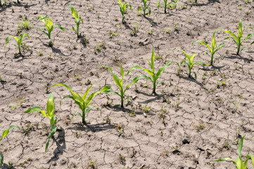 Young corn using herbicides is protected from weeds