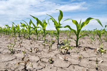 Young corn using herbicides is protected from weeds