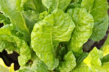 Organically grown lettuce on a farm in South Africa. Vegetable farming concept image. 