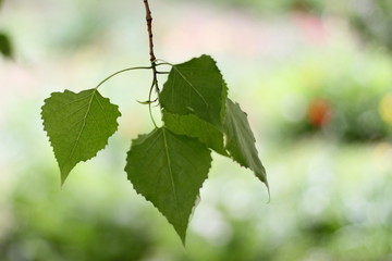 Poplar leaf