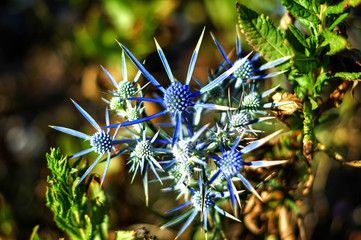  Sea holly thistles or blue eryngo flower