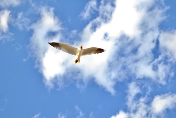 Gaviota