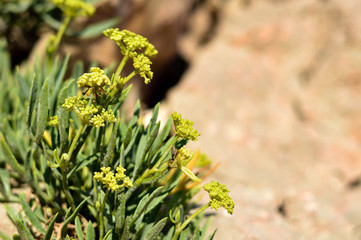 Rock samphire or sea fennel plant