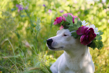 Cagnolina romantica