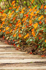 Close shot of wooden and concrete walkway in Impatiens garden.