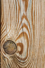 background with the wooden bark of a tree