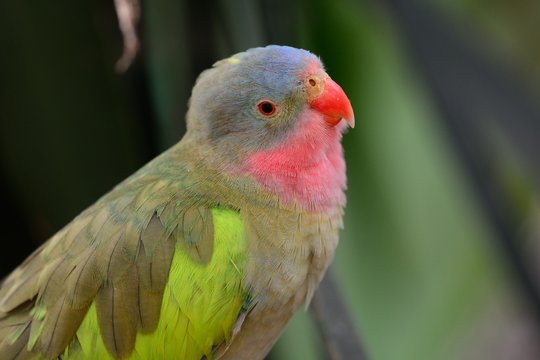 Princess parrot (polytelis alexandrae)