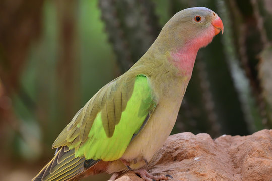 Princess parrot (polytelis alexandrae)