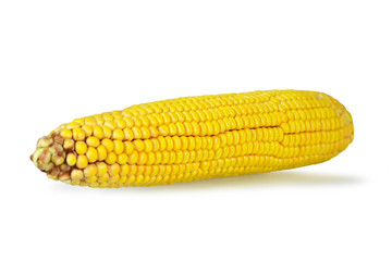 Corn isolated on white background