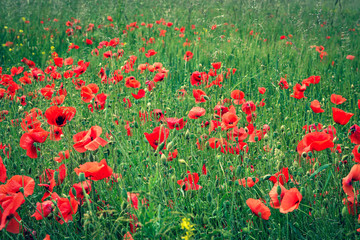 Red poppies blooming in the field